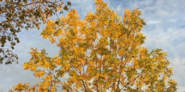 İzmir Tarihi Yerler