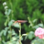 Mersin Tarihi Yerler