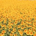 Yozgat Tarihi Yerler 6 uploaded-image-yozgat-tarihi-yerler-1725154136196